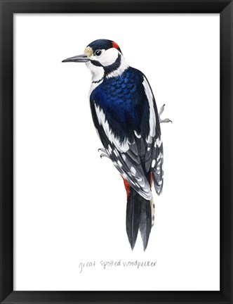 Framed Watercolor Woodpecker II Print