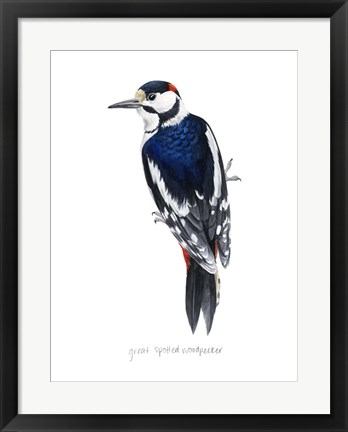 Framed Watercolor Woodpecker II Print