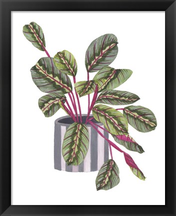 Framed Prayer Plant I Print