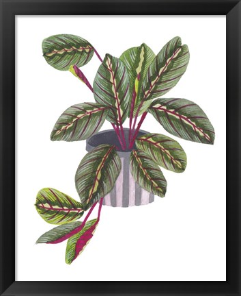 Framed Prayer Plant II Print