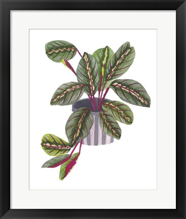 Framed Prayer Plant II Print