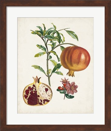 Framed Grenadier a fruit doux Print