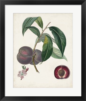 Framed Peche Cardinale Print