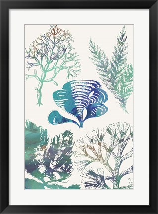 Framed Aquatic Assemblage III Print