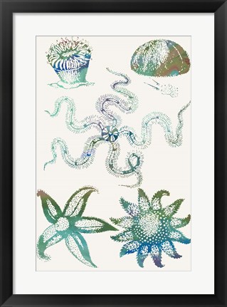 Framed Aquatic Assemblage VII Print