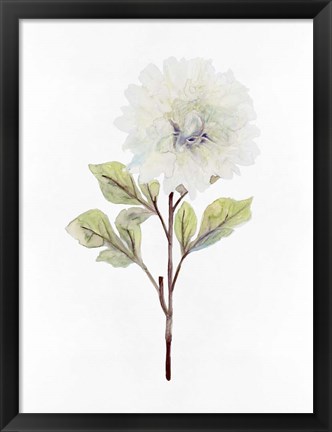 Framed White Blossom I Print