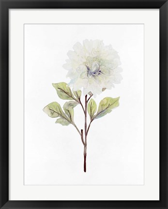 Framed White Blossom I Print