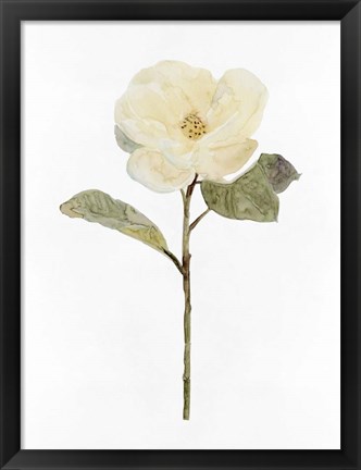 Framed White Blossom II Print