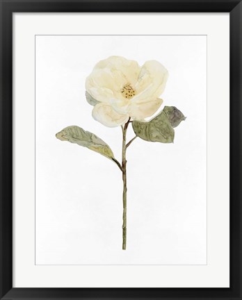 Framed White Blossom II Print