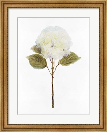 Framed White Blossom III Print