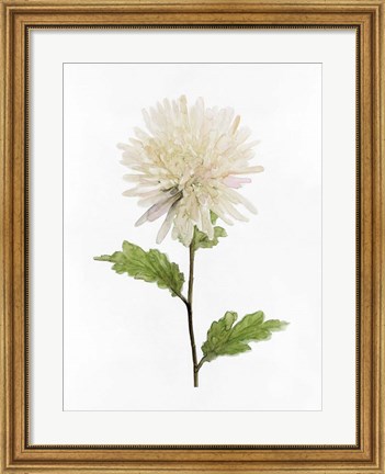 Framed White Blossom IV Print