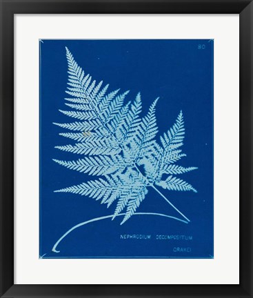 Framed Cyanotype Ferns II Print