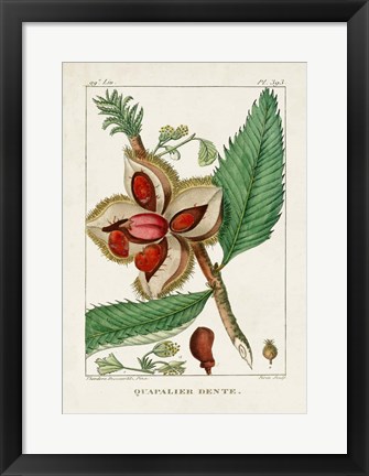 Framed Turpin Foliage &amp; Fruit II Print