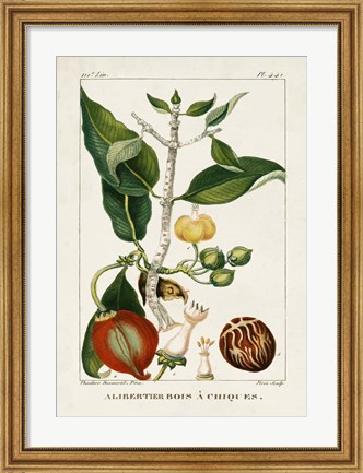 Framed Turpin Foliage &amp; Fruit III Print