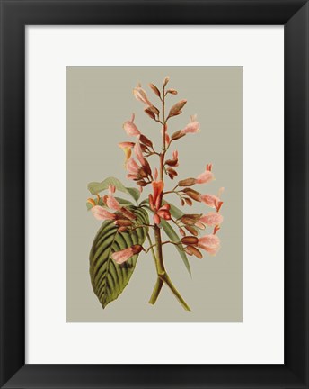 Framed Botanical Array I Print