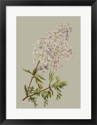 Framed Botanical Array II Print