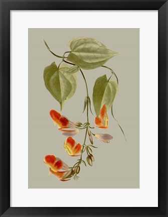 Framed Botanical Array VI Print