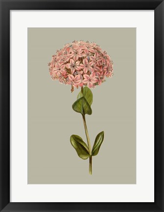 Framed Botanical Array VIII Print