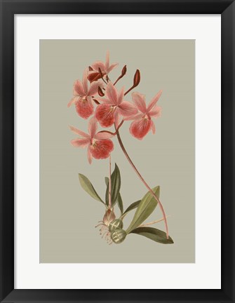 Framed Botanical Array IX Print