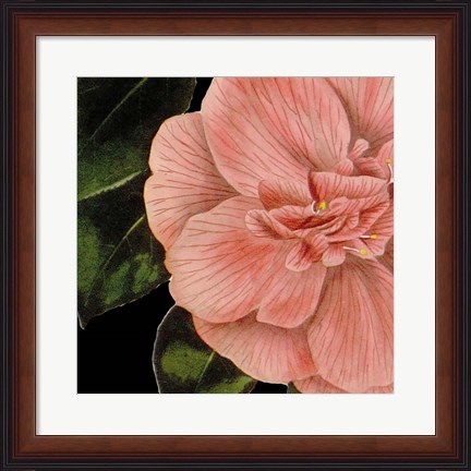 Framed Dramatic Camellia I Print