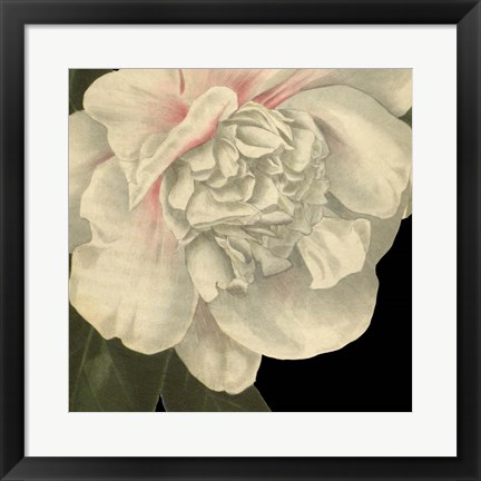 Framed Dramatic Camellia II Print