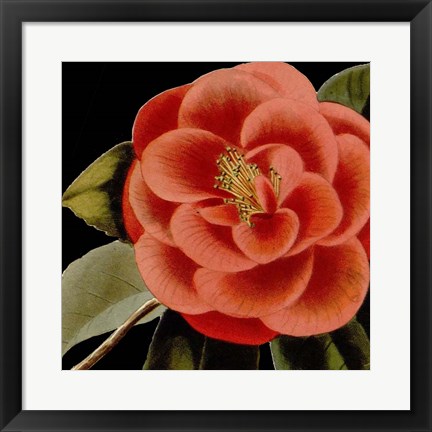 Framed Dramatic Camellia III Print