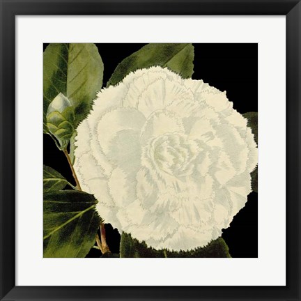 Framed Dramatic Camellia IV Print