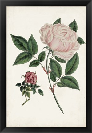 Framed Vintage Rose Clippings I Print