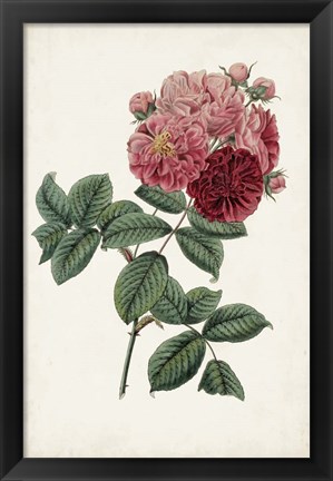 Framed Vintage Rose Clippings III Print