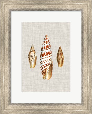 Framed Antique Shells on Linen I Print