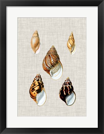 Framed Antique Shells on Linen II Print