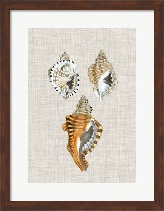 Framed Antique Shells on Linen III Print