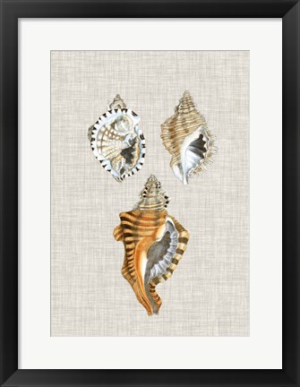 Framed Antique Shells on Linen III Print