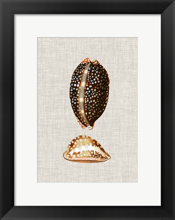 Framed Antique Shells on Linen IV Print