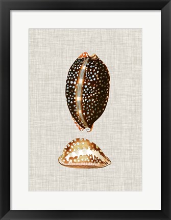 Framed Antique Shells on Linen IV Print