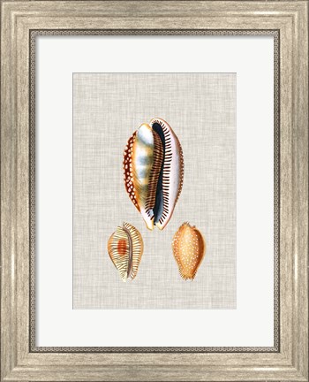 Framed Antique Shells on Linen V Print