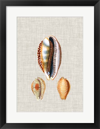 Framed Antique Shells on Linen V Print