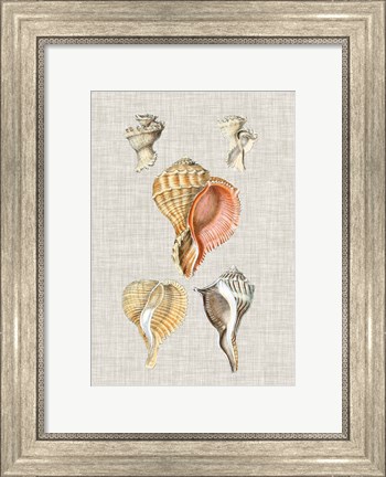 Framed Antique Shells on Linen VI Print