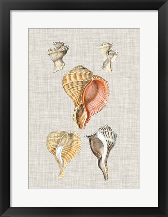 Framed Antique Shells on Linen VI Print