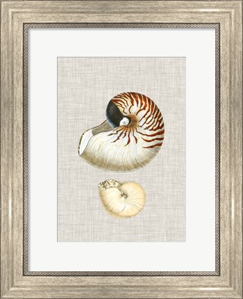 Framed Antique Shells on Linen VII Print