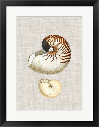 Framed Antique Shells on Linen VII Print