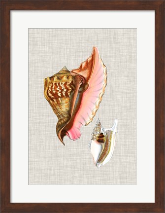 Framed Antique Shells on Linen IX Print