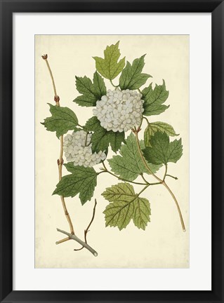Framed Flowering Viburnum II Print