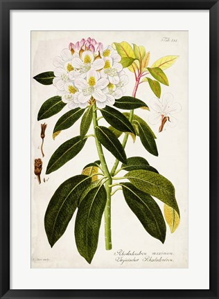 Framed Vintage Rhododendron I Print