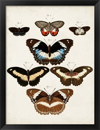 Framed Vintage Butterflies II Print