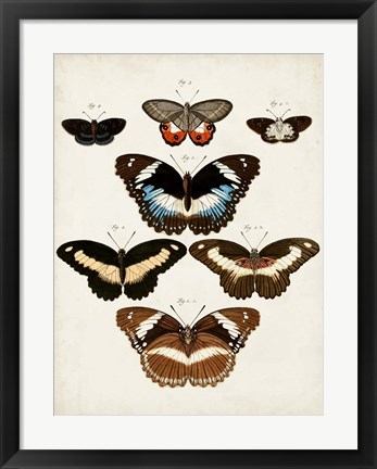 Framed Vintage Butterflies II Print