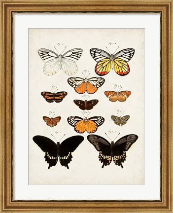 Framed Vintage Butterflies III Print