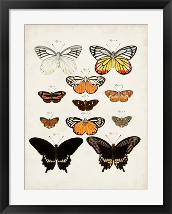 Framed Vintage Butterflies III Print