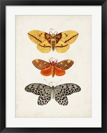 Framed Vintage Butterflies IV Print