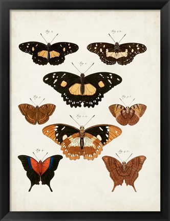 Framed Vintage Butterflies V Print